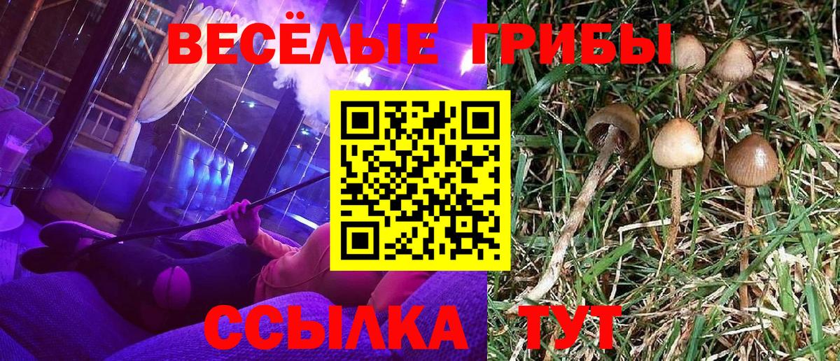 Кизляр  Галлюциногенные грибы Psilocybe  Псилоцибиновые грибы ЛСД  Вход с VPN 